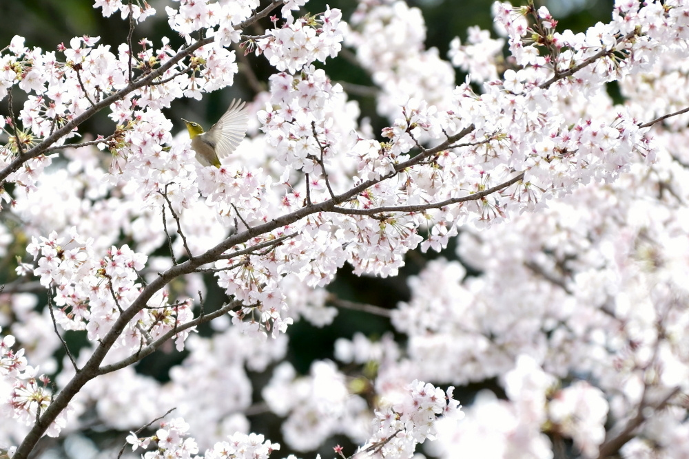 桜