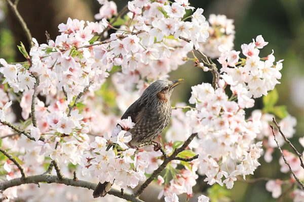 桜