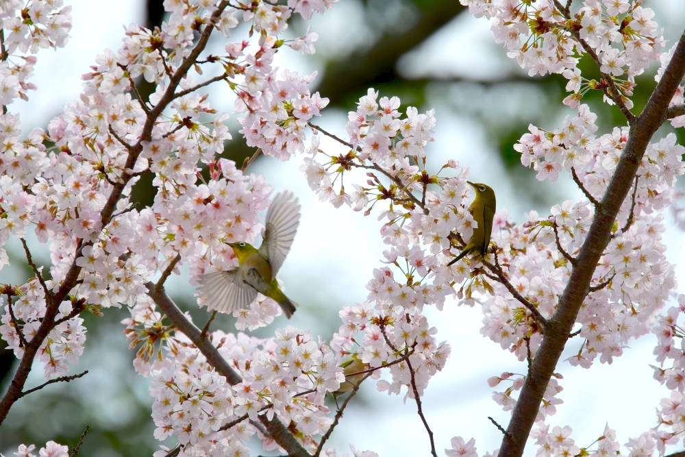 桜